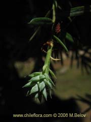 Image of Saxegothaea conspicua (Mao hembra/Mao de hojas cortas)